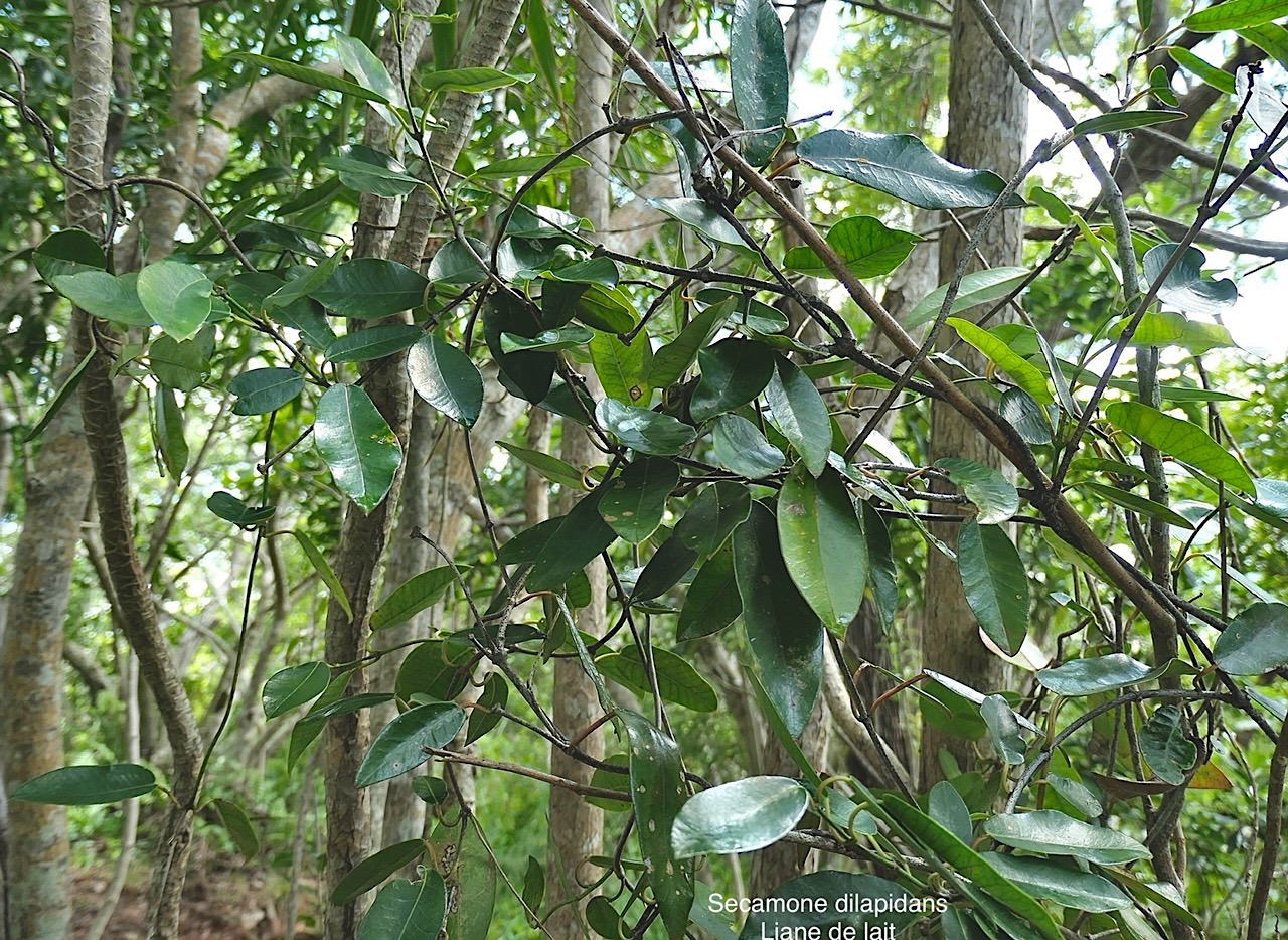 Secamone dilapidans F.Friedman. liane de lait.apocynaceae.endémique Réunion Maurice. P1008177.jpg