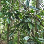 Secamone dilapidans F.Friedman. liane de lait.apocynaceae.endémique Réunion Maurice. P1008177.jpg