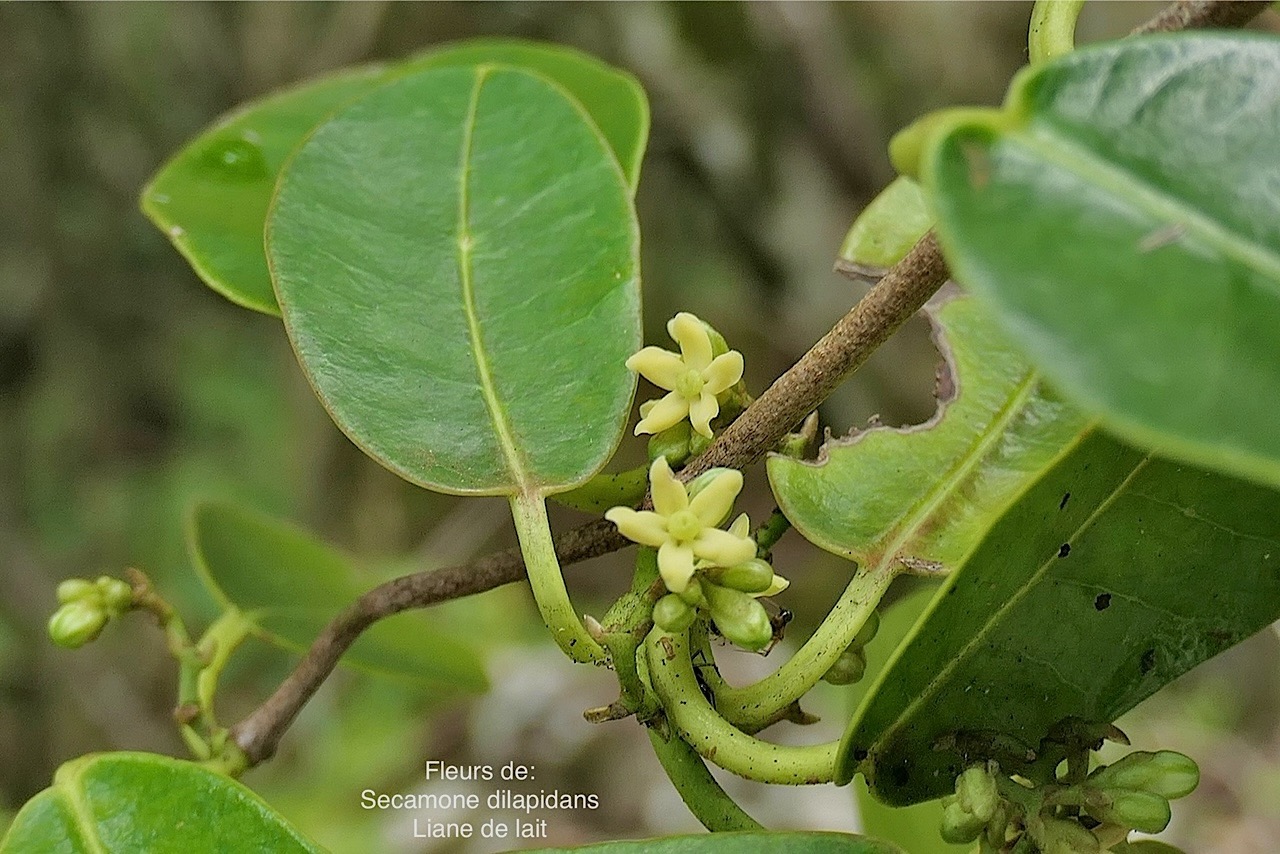 Secamone dilapidans F.Friedman. liane de lait.apocynaceae.endémique Réunion Maurice. P1008308.jpg