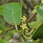 Secamone dilapidans F.Friedman. liane de lait.apocynaceae.endémique Réunion Maurice. P1008308.jpg