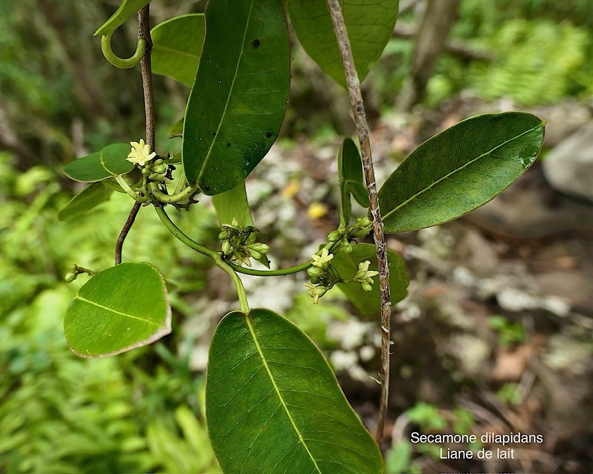 Secamone dilapidans F.Friedman. liane de lait.apocynaceae.endémique Réunion Maurice. P1008316.jpeg