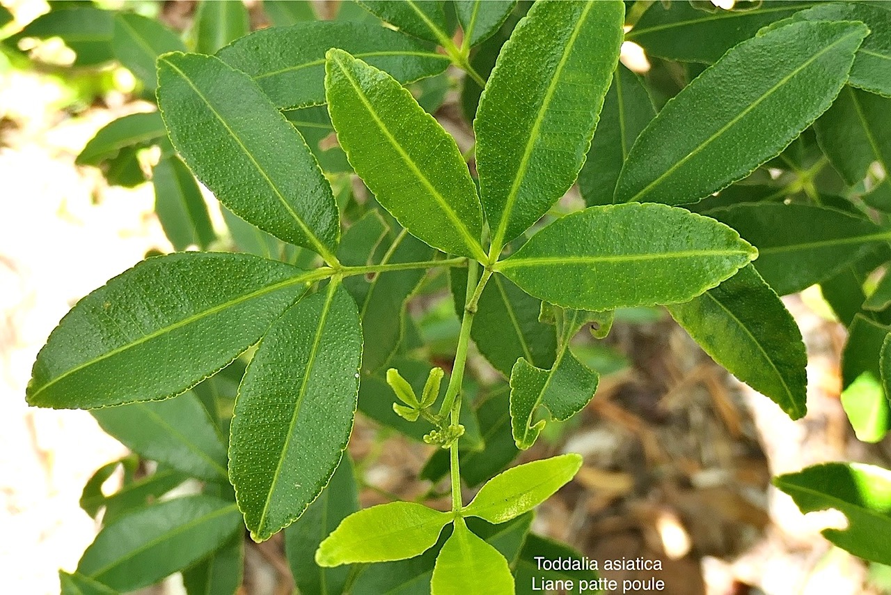 Toddalia asiatica .liane patte poule.rutaceae..indigène Réunion. P1008184.jpg
