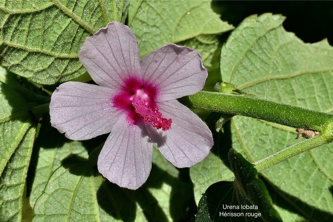Urena lobata L.hérisson rouge.malvaceae.indigène Réunion. P1008039.jpg