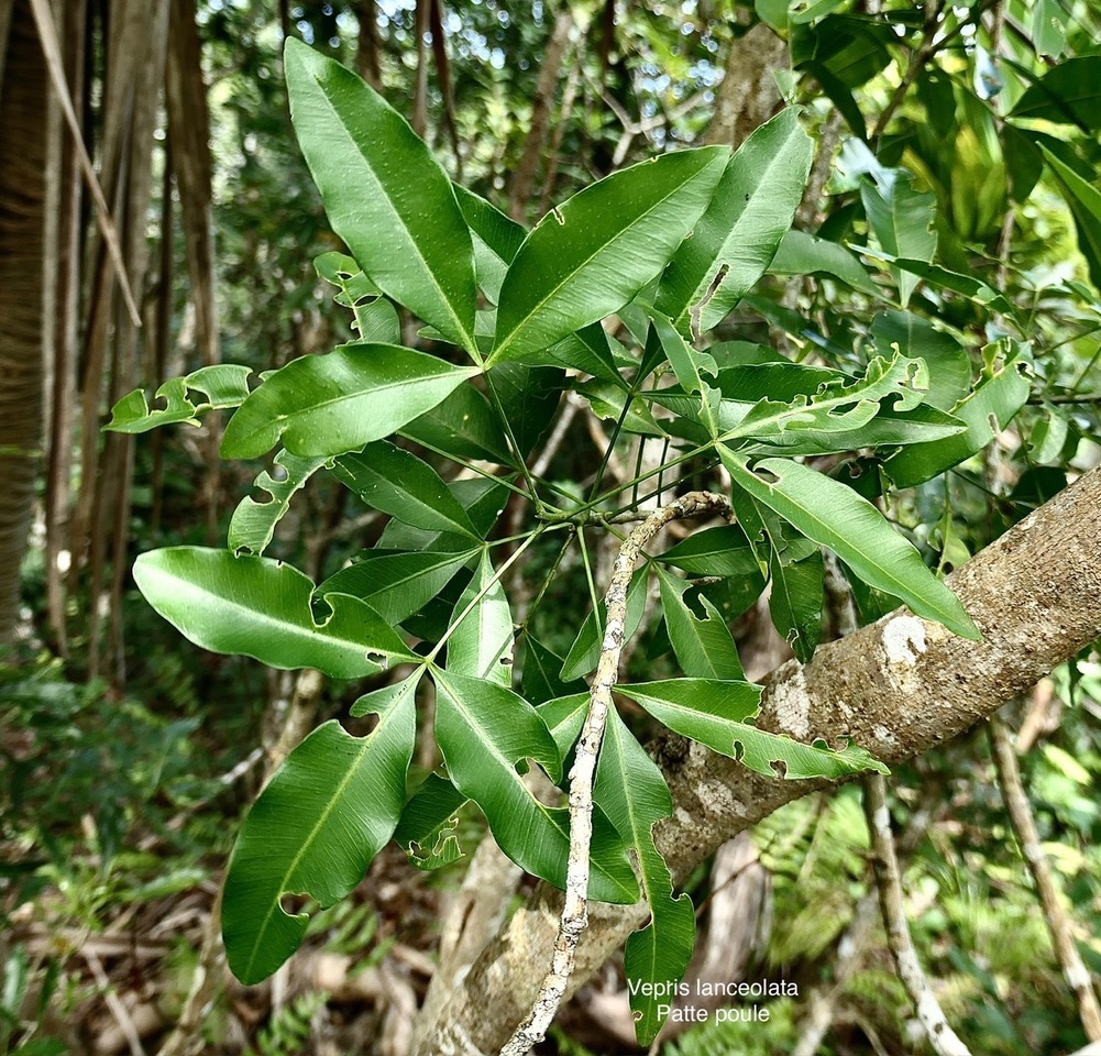 Vepris lanceolata.patte poule.bois Saint-Leu.rutaceae.indigène Réunion. P1008264.jpeg