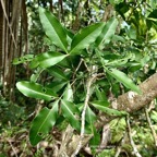 Vepris lanceolata.patte poule.bois Saint-Leu.rutaceae.indigène Réunion. P1008264.jpeg
