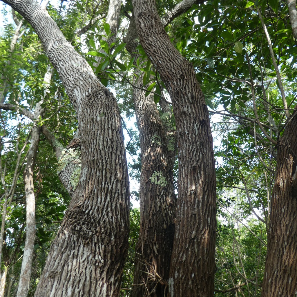 Agarista_salicifolia-Bois_de_rempart-ERICACEAE-Indigene_Reunion-P1090834.jpg