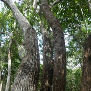 Agarista_salicifolia-Bois_de_rempart-ERICACEAE-Indigene_Reunion-P1090834.jpg