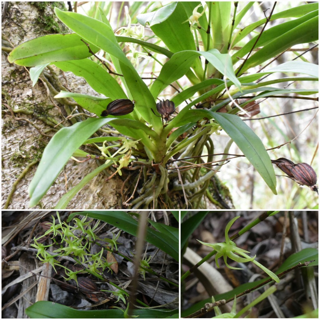Angraecum_calceolus-EPIDENDROIDEAE-Indigene_Reunion-20250219_230551.jpg