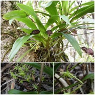 Angraecum_calceolus-EPIDENDROIDEAE-Indigene_Reunion-20250219_230551.jpg