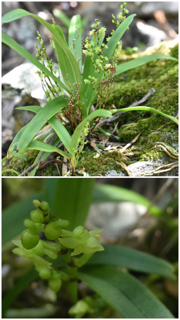 Angreacum_patens-EPIDENDROIDEAE-Endemique_Reunion-20250219_230658.jpg