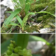 Angreacum_patens-EPIDENDROIDEAE-Endemique_Reunion-20250219_230658.jpg