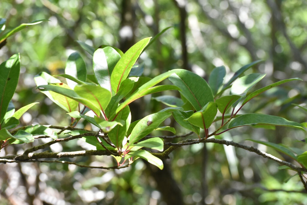 Apodytes_dimidiata-Peau_gris-ICACINACEAE-Indigene_Reunion-MB4_0050.jpg