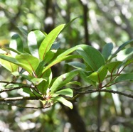 Apodytes_dimidiata-Peau_gris-ICACINACEAE-Indigene_Reunion-MB4_0050.jpg