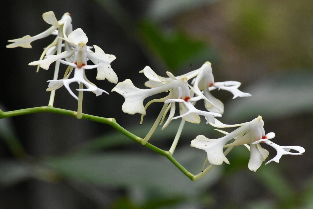 Cryptopus_elatus-EPIDENDROIDEAE-Indigene_Reunion-MB4_0081.jpg