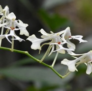 Cryptopus_elatus-EPIDENDROIDEAE-Indigene_Reunion-MB4_0081.jpg