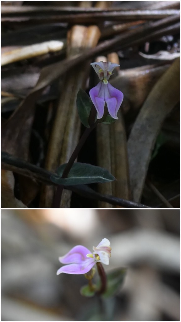 Disperis_cordata-ORCHIDOIDEAE-Indigene_Reunion-20250219_230808.jpg