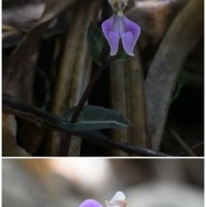 Disperis_cordata-ORCHIDOIDEAE-Indigene_Reunion-20250219_230808.jpg