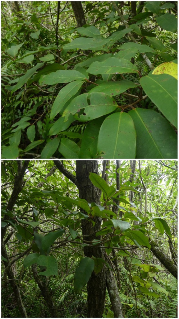 Eugenia_mespiloides-Bois_de_Nefles_grandes_feuilles-MYRTACEAE-Endemique_Reunion-20250219_225007.jpg