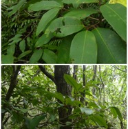 Eugenia_mespiloides-Bois_de_Nefles_grandes_feuilles-MYRTACEAE-Endemique_Reunion-20250219_225007.jpg