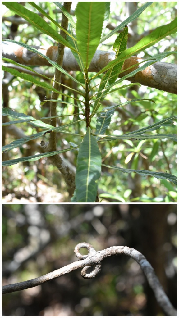 Hugonia_serrata-Liane_de_cle-LINACEAE-Indigene_Reunion-20250219_224547.jpg