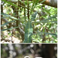 Hugonia_serrata-Liane_de_cle-LINACEAE-Indigene_Reunion-20250219_224547.jpg