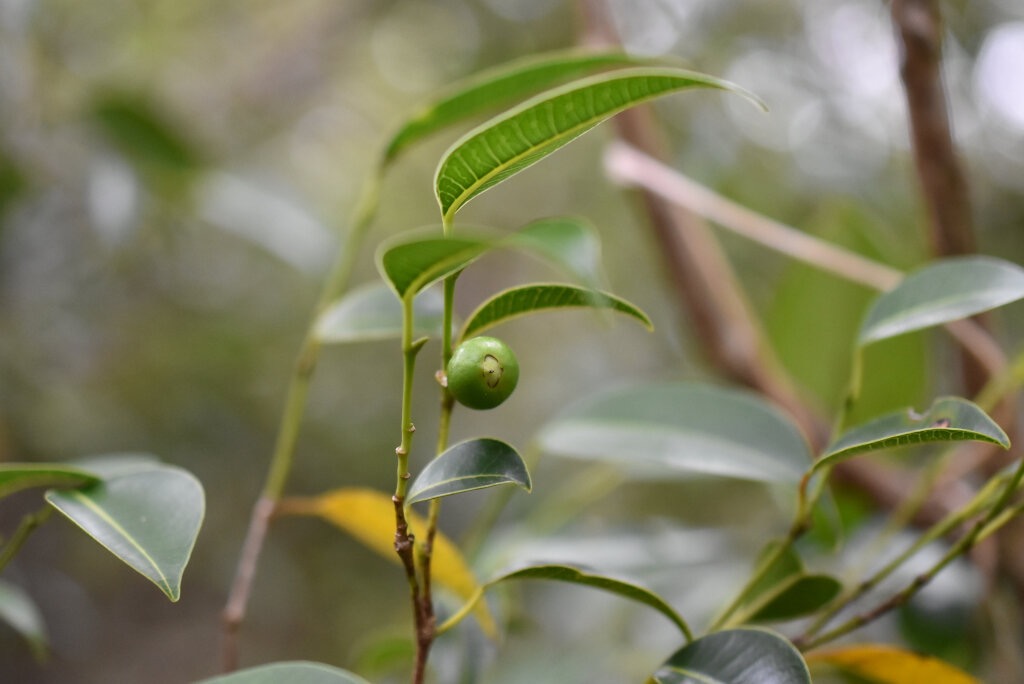 Maillardia_borbonica-Bois_de_maman-MORACEAE-Endemique_Reunion-MB4_0100.jpg