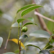 Maillardia_borbonica-Bois_de_maman-MORACEAE-Endemique_Reunion-MB4_0100.jpg