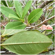 Noronhia_broomeana-Bois_de_coeur_bleu-OLEACEAE-Endemique_Reunion_Maurice-20250219_224858.jpg