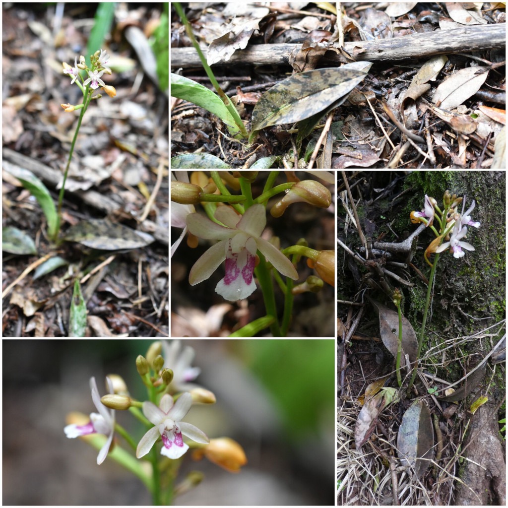 Oeceoclades_maculata(ex_monophylla)-EPIDENDROIDEAE-Indigene_Reunion-20250219_230937.jpg