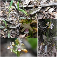 Oeceoclades_maculata(ex_monophylla)-EPIDENDROIDEAE-Indigene_Reunion-20250219_230937.jpg