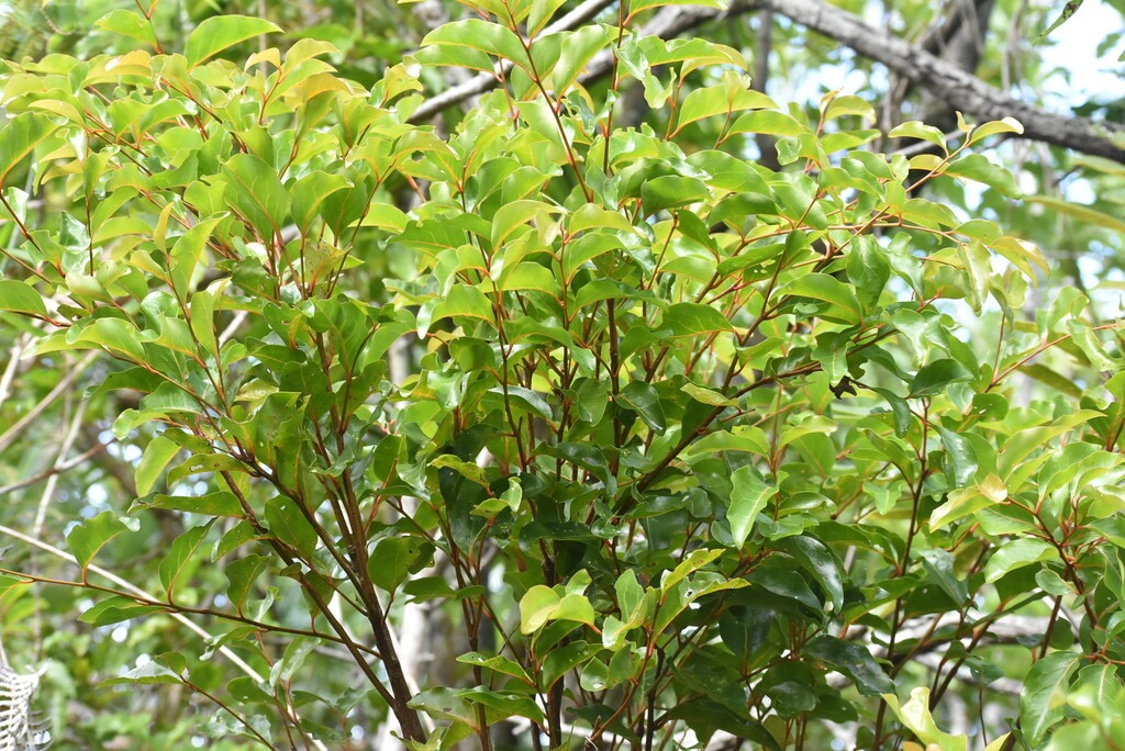 Olax_psittacorum-Bois_d_effort-OLACACEAE-Endemique_Reunion_Maurice-MB4_0040.jpg