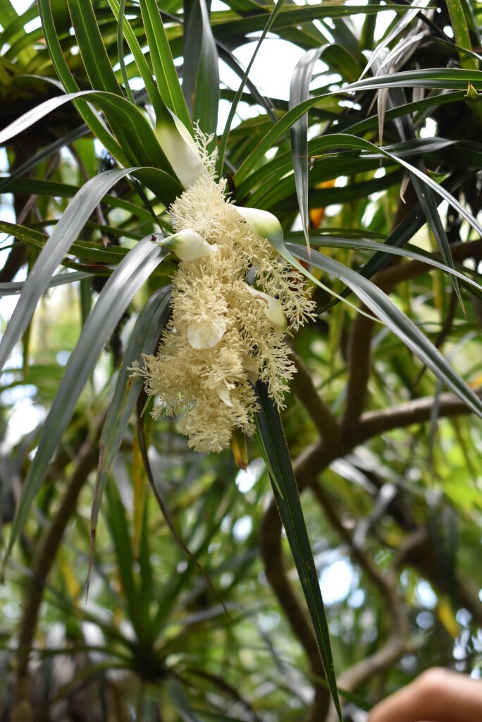 Pandanus_sylvestris-Pimpin_des_forets-PANDANACEAE-Endemique_Reunion-MB4_0105.jpg