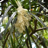 Pandanus_sylvestris-Pimpin_des_forets-PANDANACEAE-Endemique_Reunion-MB4_0105.jpg
