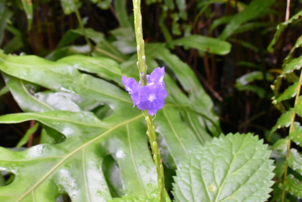 Stachytarpheta_urticifolia-zepi_bleu-VERBENACEAE-EE-adventice-MB4_0016.jpg