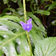 Stachytarpheta_urticifolia-zepi_bleu-VERBENACEAE-EE-adventice-MB4_0016.jpg