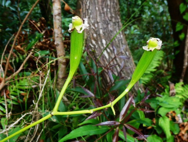 Cryptopus elatus fécondé