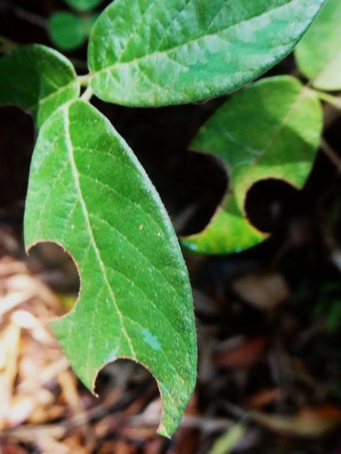 Feuilles de  Desmodium dévorées par Megachille