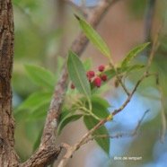 Agarista salicifolia Bois de rempart E ricaceae Indigène La Réunion 4565.jpeg