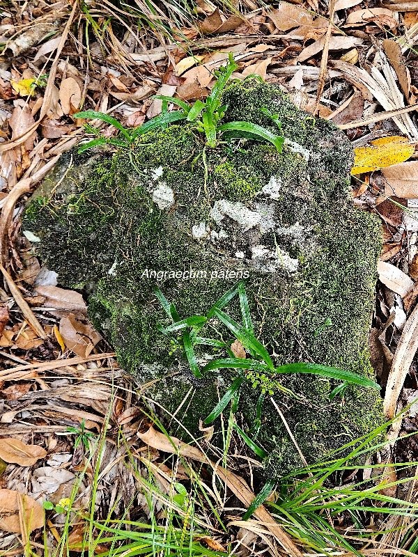  Angraecum patens Orchidaceae  Endémique La Réunion 14.jpeg