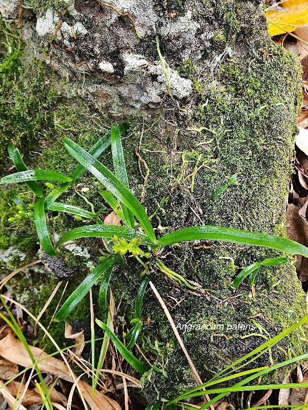  Angraecum patens Orchidaceae  Endémique La Réunion 58.jpeg