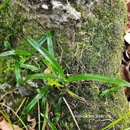  Angraecum patens Orchidaceae  Endémique La Réunion 58.jpeg
