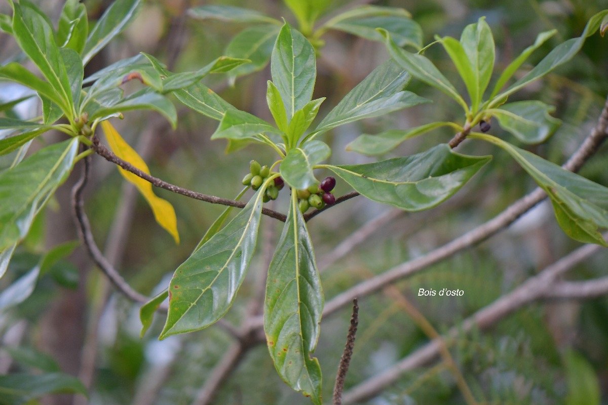  Antirhea borbonica Bois d'osto Rubi aceae Indigène La Réunion 4557.jpeg