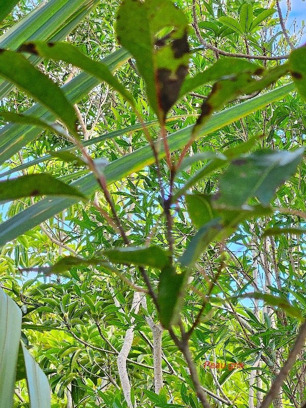 Apodytes dimidiata Peau gris Metten iusaceae Indigène La Réunion 5.jpeg