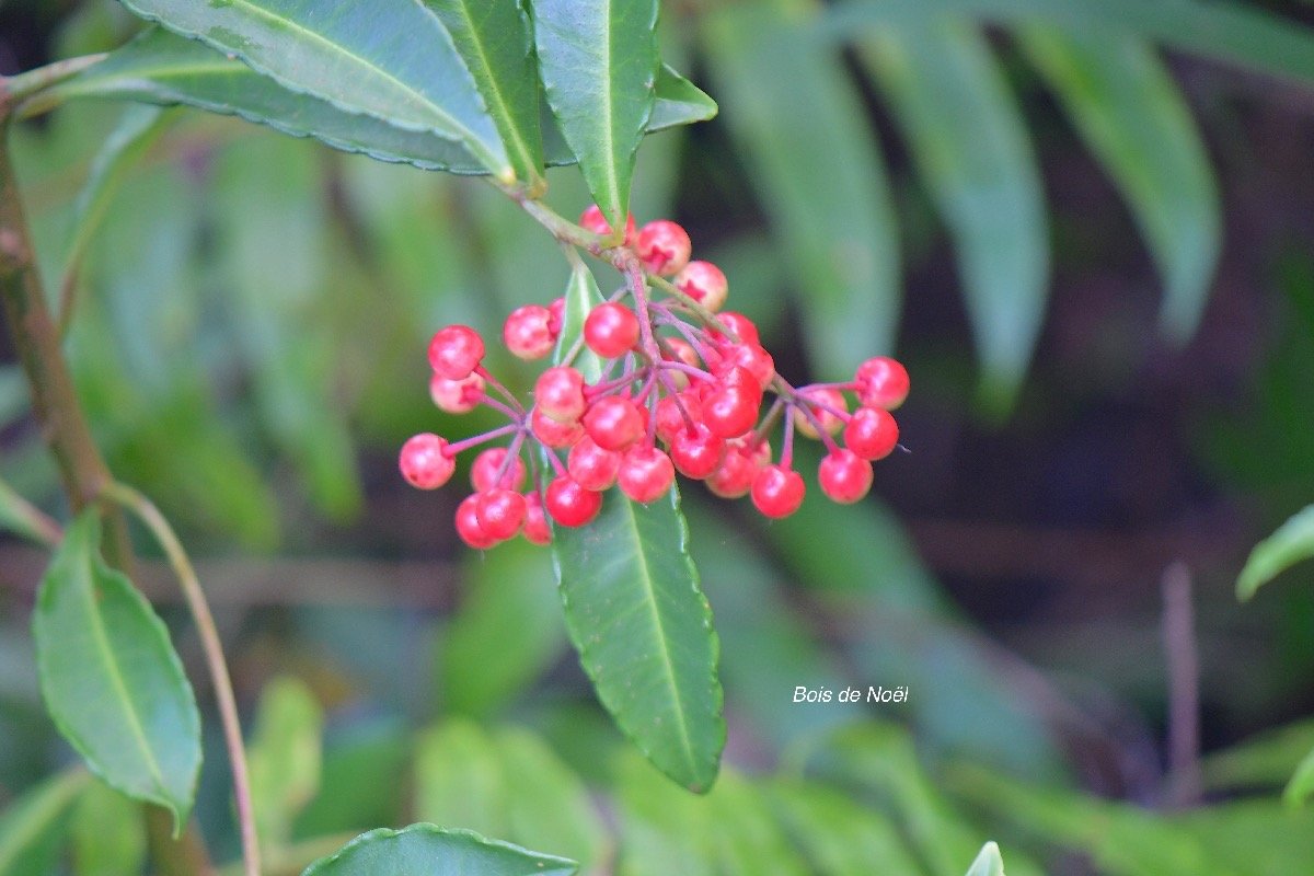  Ardisia crenata Bois de Noël Primulaceae E E 4537.jpeg