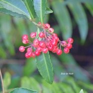  Ardisia crenata Bois de Noël Primulaceae E E 4537.jpeg