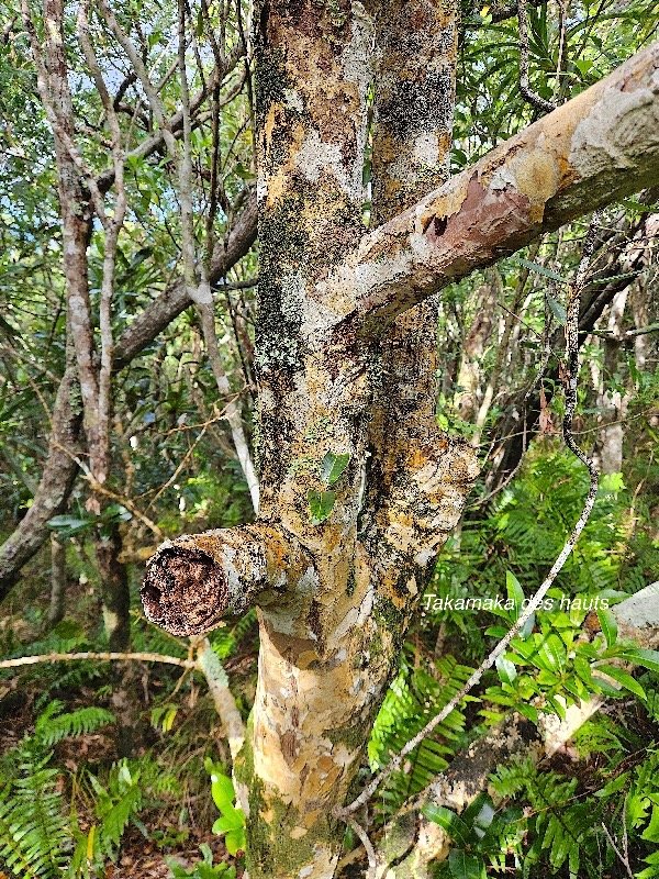  Calophyllum tacamahaca Takamaka des hauts Calophyllacae Endémique La Réunion, Maurice 46.jpeg