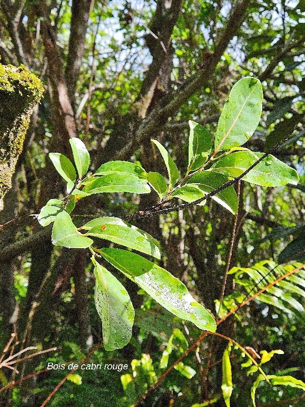  Casearia coriaceae Bois de cabri rouge Salicaceae Endémique La Réunion, Maurice 45.jpeg