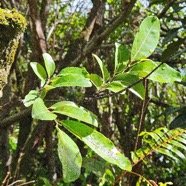  Casearia coriaceae Bois de cabri rouge Salicaceae Endémique La Réunion, Maurice 45.jpeg