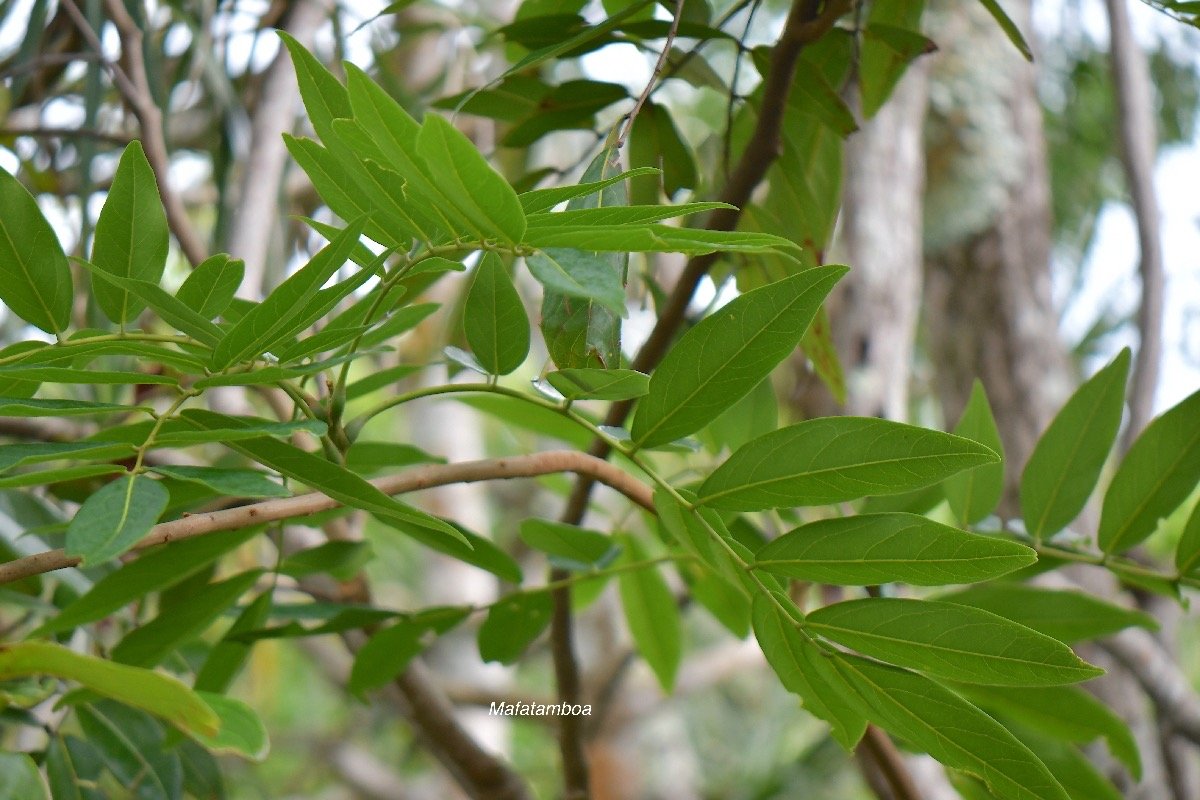  Cnestis glabra Mafatamboa Connaraceae Indigène La Réunion  4593.jpeg
