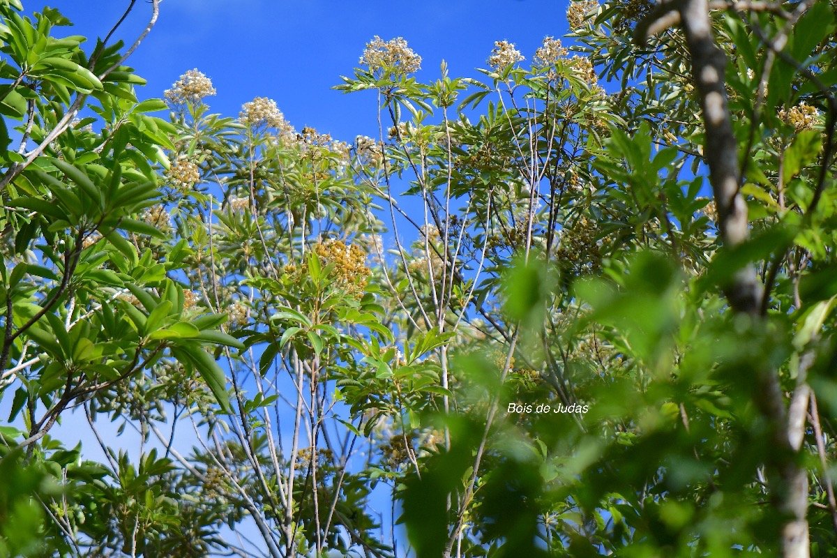  Cossinia pinnata Bois de Judas Sapindacea e Endémique La Réunion, Maurice 4569.jpeg